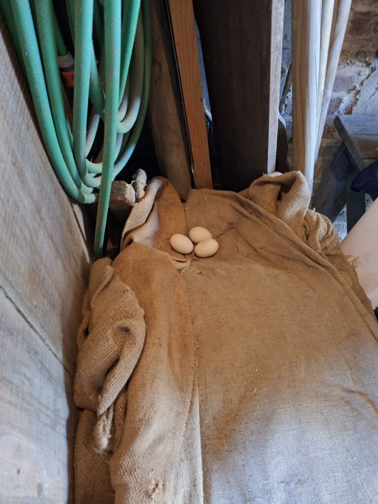 Hühnereier auf einer Wolldecke im Stall