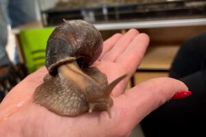 Nahaufnahme von einer Weinbergschnecke auf einer Hand